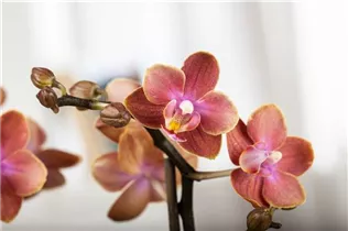 Phalaenopsis, orange - Schmetterlingsorchidee