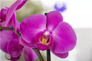 Phalaenopsis, pink - Phalaenopsis, pink Phalaenopsis, pink - Phalaenopsis, pink