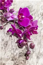 Phalaenopsis, pink - Phalaenopsis, pink Phalaenopsis, pink - Phalaenopsis, pink