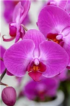 Phalaenopsis, pink - Phalaenopsis, pink Phalaenopsis, pink - Phalaenopsis, pink