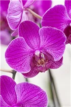 Phalaenopsis, pink - Phalaenopsis, pink Phalaenopsis, pink - Phalaenopsis, pink