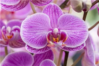 Phalaenopsis, pink - Phalaenopsis, pink Phalaenopsis, pink - Phalaenopsis, pink