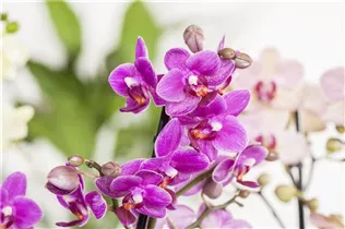 Phalaenopsis, pink - Phalaenopsis, pink Phalaenopsis, pink - Phalaenopsis, pink