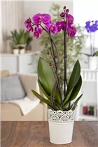 Phalaenopsis, pink - Phalaenopsis, pink Phalaenopsis, pink - Phalaenopsis, pink