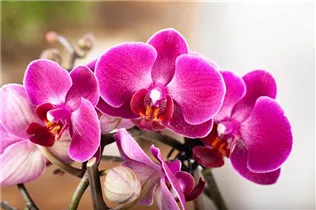 Phalaenopsis, pink - Phalaenopsis, pink Phalaenopsis, pink - Phalaenopsis, pink