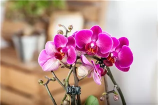 Phalaenopsis, pink - Phalaenopsis, pink Phalaenopsis, pink - Phalaenopsis, pink