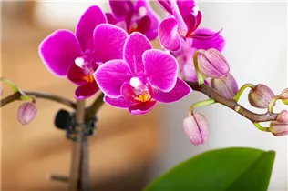 Phalaenopsis, pink - Phalaenopsis, pink Phalaenopsis, pink - Phalaenopsis, pink