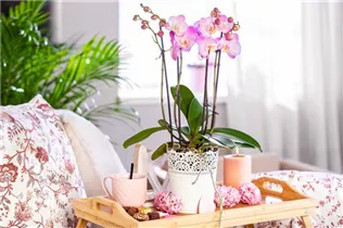 Phalaenopsis, rosa - Schmetterlingsorchidee