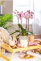 Phalaenopsis, rosa - Schmetterlingsorchidee