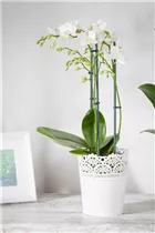 Phalaenopsis, weiß - Schmetterlingsorchidee