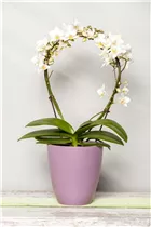 Phalaenopsis, weiß - Schmetterlingsorchidee