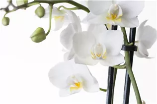 Phalaenopsis, weiß - Schmetterlingsorchidee