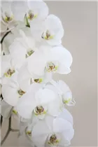Phalaenopsis, weiß - Schmetterlingsorchidee