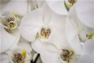 Phalaenopsis, weiß - Schmetterlingsorchidee