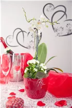 Phalaenopsis, weiß - Schmetterlingsorchidee