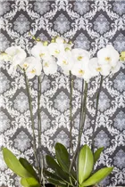 Phalaenopsis, weiß - Schmetterlingsorchidee