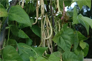 Phaseolus vulgaris var. vulgaris - Stangen-Bohne