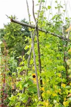 Phaseolus vulgaris var. vulgaris - Stangen-Bohne