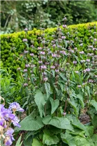 Phlomis tuberosa - Knollen-Brandkraut Phlomis tuberosa - Knollen-Brandkraut