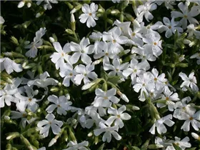 Phlox bifida 'Colvin White' - Sand-Phlox 'Colvin White' Phlox bifida 'Colvin White' - Sand-Phlox 'Colvin White'