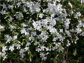 Phlox bifida 'Colvin White' - Sand-Phlox 'Colvin White' Phlox bifida 'Colvin White' - Sand-Phlox 'Colvin White'