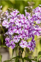 Phlox carolina 'Natascha' - Wiesen-Flammenblume