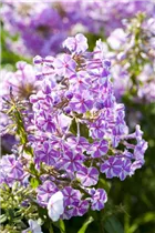 Phlox subulata 'Candy Stripes' - Garten-Teppich-Flammenblume 'Candy Stripes'