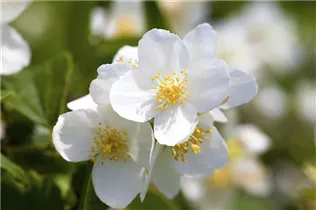 Philadelphus 'Starbright' - Gartenjasmin 'Starbright'
