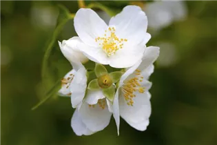 Philadelphus coronarius - Duftender Bauernjasmin