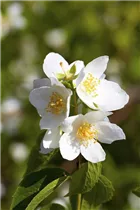 Philadelphus coronarius - Duftender Bauernjasmin