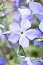 Phlox divaricata 'Blue Moon' - Wald-Phlox 'Blue Moon'