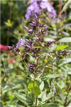 Phlox divaricata 'Clouds of Perfume' - Garten-Flammenblume 'Clouds of Perfume'