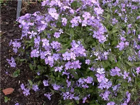 Phlox divaricata 'Virginia Lady' - Wald-Phlox 'Virginia Lady'