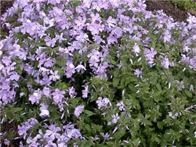Phlox divaricata 'Virginia Lady' - Wald-Phlox 'Virginia Lady'