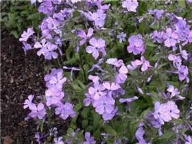 Phlox divaricata 'Virginia Lady' - Wald-Phlox 'Virginia Lady'