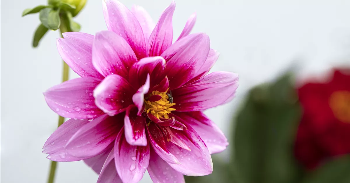  - Von wegen grau: Diese Herbstblumen bringen Farbe ins Spiel!
