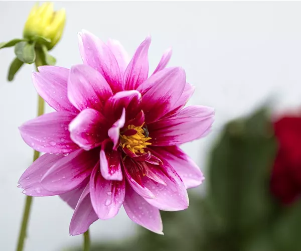 - Von wegen grau: Diese Herbstblumen bringen Farbe ins Spiel!  - Von wegen grau: Diese Herbstblumen bringen Farbe ins Spiel!