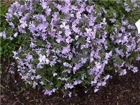 Phlox divaricata 'Virginia Lady' - Wald-Phlox 'Virginia Lady'