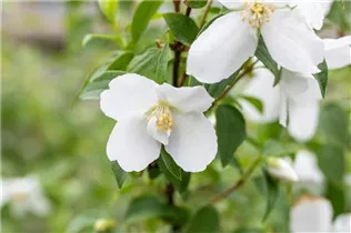 Philadelphus x lemoinei 'Manteau d´Hermine' - Pfeifenstrauch 'Manteau d´Hermine' Philadelphus x lemoinei 'Manteau d´Hermine' - Pfeifenstrauch 'Manteau d´Hermine'