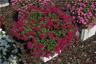 Phlox drummondii - Sommer-Phlox Phlox drummondii - Sommer-Phlox