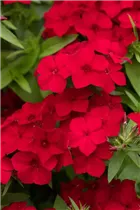 Phlox drummondii Phloxstar™ - Sommer-Phlox Phloxstar™ Phlox drummondii Phloxstar™ - Sommer-Phlox Phloxstar™