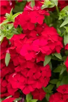 Phlox drummondii Phloxstar™ - Sommer-Phlox Phloxstar™ Phlox drummondii Phloxstar™ - Sommer-Phlox Phloxstar™