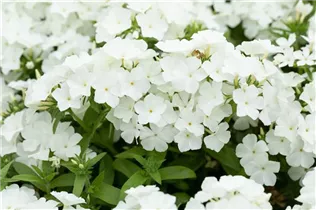 Phlox drummondii Phloxstar™ - Sommer-Phlox Phloxstar™ Phlox drummondii Phloxstar™ - Sommer-Phlox Phloxstar™