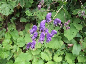 Aconitum napellus - Gewöhnlicher Eisenhut Aconitum napellus - Gewöhnlicher Eisenhut