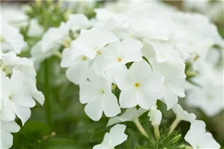 Phlox drummondii Phloxstar™ - Sommer-Phlox Phloxstar™ Phlox drummondii Phloxstar™ - Sommer-Phlox Phloxstar™