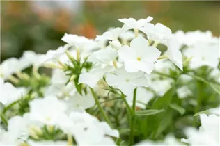 Phlox drummondii Phloxstar™ - Sommer-Phlox Phloxstar™ Phlox drummondii Phloxstar™ - Sommer-Phlox Phloxstar™