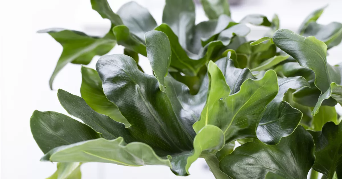 Philodendron 'Atom', Philodendron bipinnatifidum 'Atom'