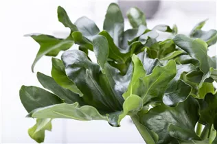 Philodendron bipinnatifidum 'Atom' - Philodendron 'Atom' Philodendron bipinnatifidum 'Atom' - Philodendron 'Atom'