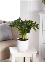 Philodendron bipinnatifidum 'Atom' - Philodendron 'Atom' Philodendron bipinnatifidum 'Atom' - Philodendron 'Atom'