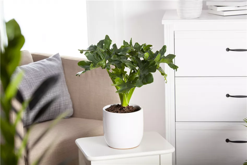 ornamental garden planters Classic Zinc Metal Planter| Decorative Planters